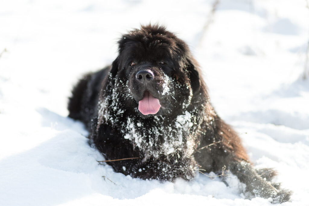 Newfoundland dog in the snow