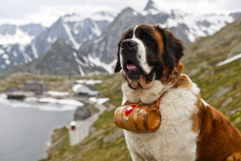 Saint Bernard dog carrying a barrel around its neck