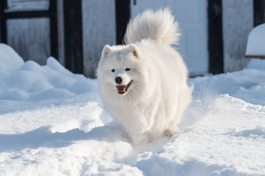 Smiling Samoyed dog in the snow