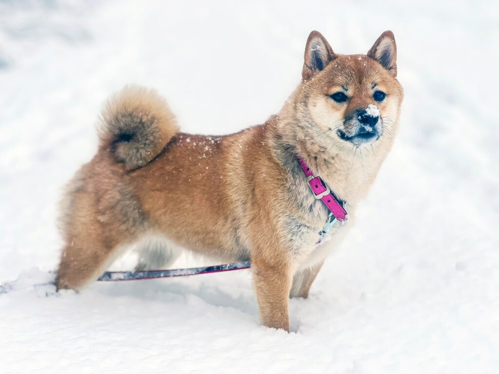 Small Shiba Inu dog with snow on its nose