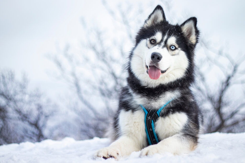 Siberian Husky with one brown eye one blue eye