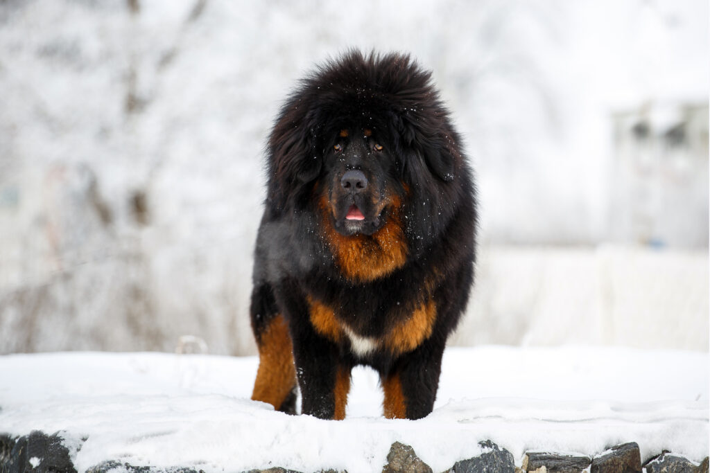 Tibetan Mastiff in the snow