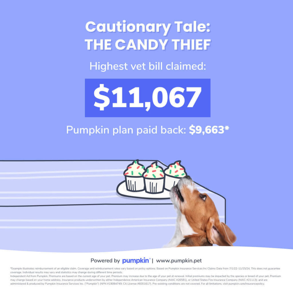 Image text reads, Cautionary Tale: The Candy Thief. Highest vet bill claimed: $11,067. Pumpkin plan paid back $9,663.