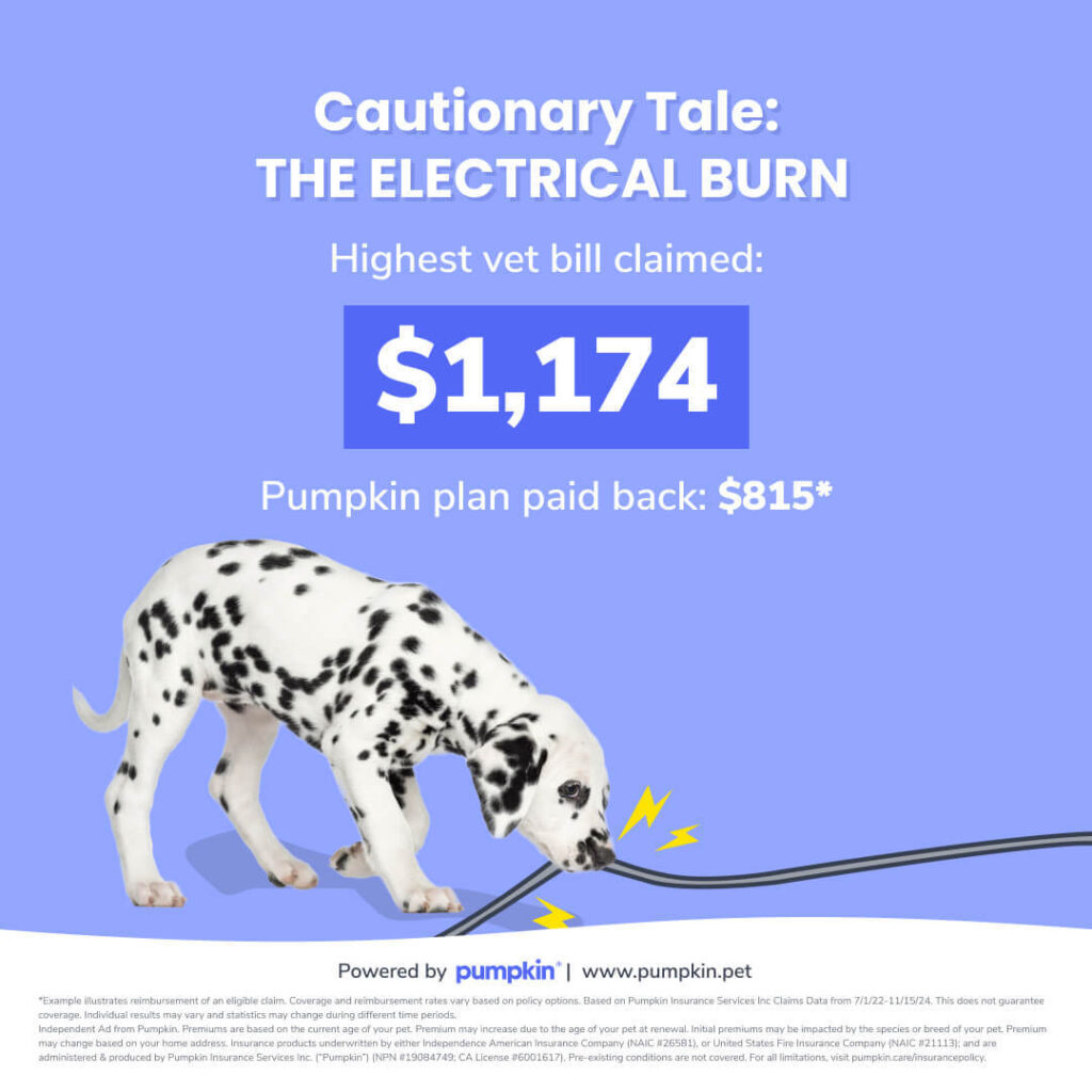 Image text reads, Cautionary Tale: The Electrical Burn. Highest vet bill claimed: $1,174. Pumpkin plan paid back: $815.