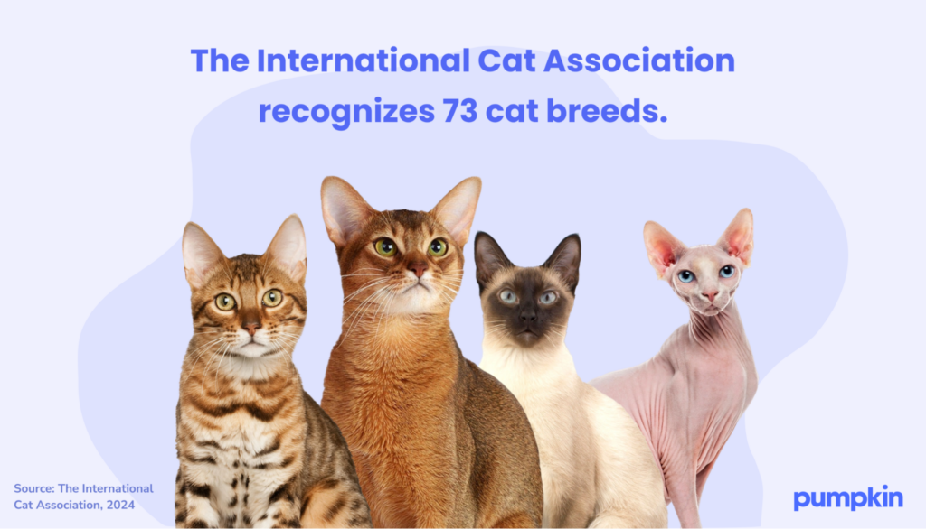 Image of four cats of different breeds