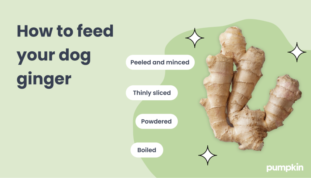 An infographic on different ways to feed dogs ginger