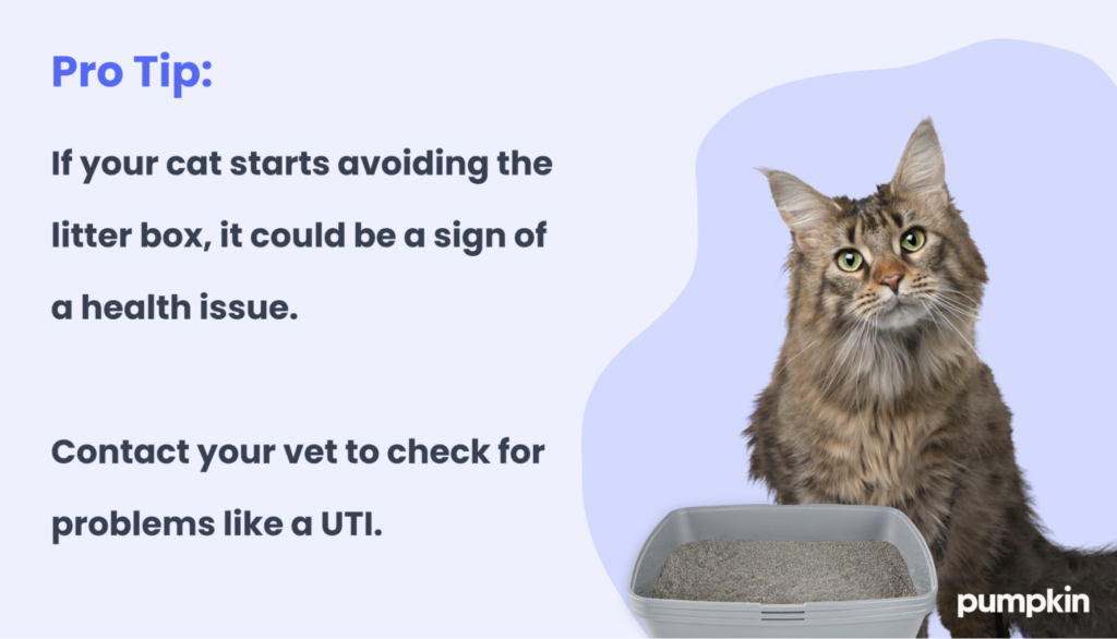 Infographic about cat litter box training; text reads 'Pro Tip: If your cat starts avoiding the litter box, it could be a sign of a health issue. Contact your vet to check for problems like a UTI'