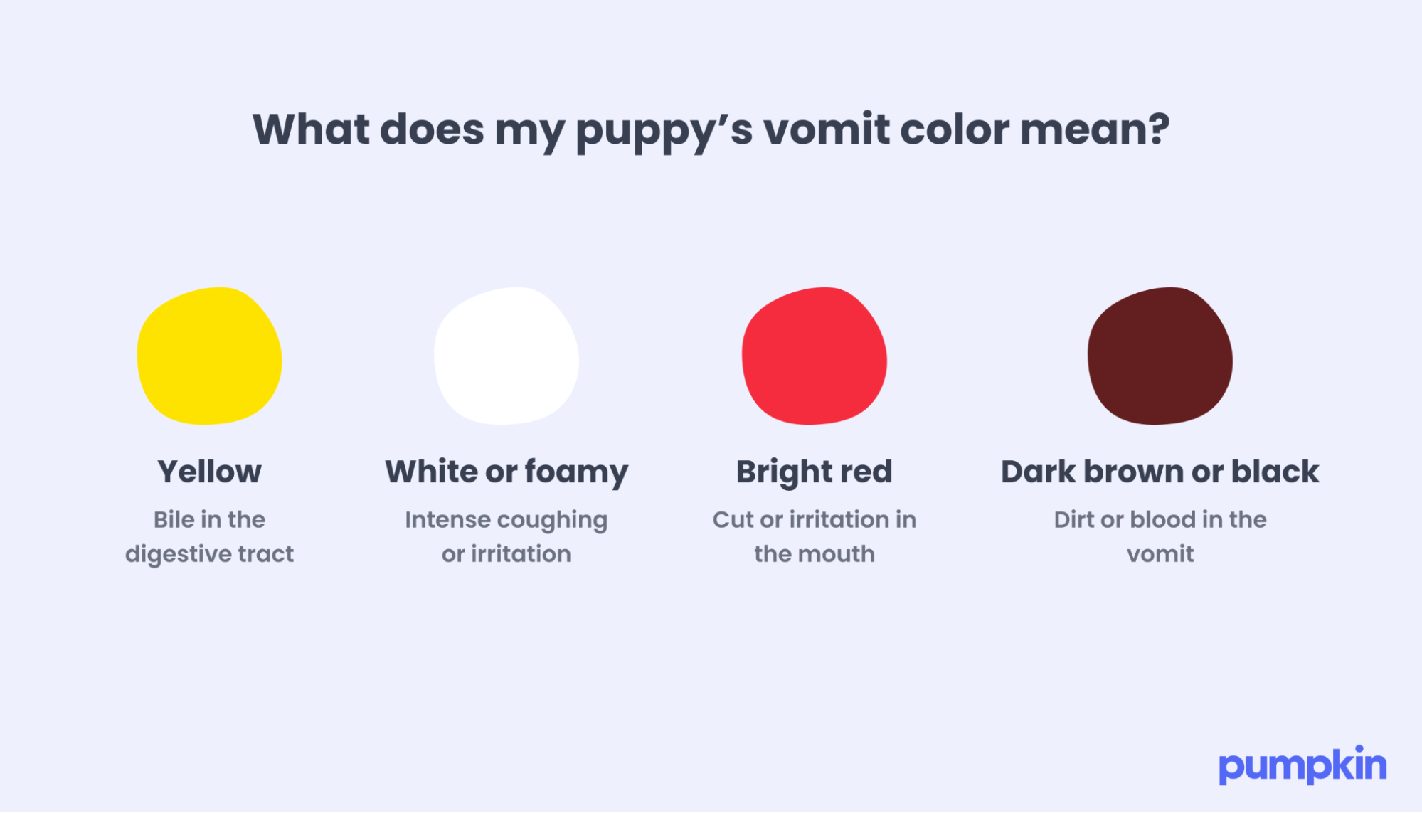 Puppy vomit colors and their meanings