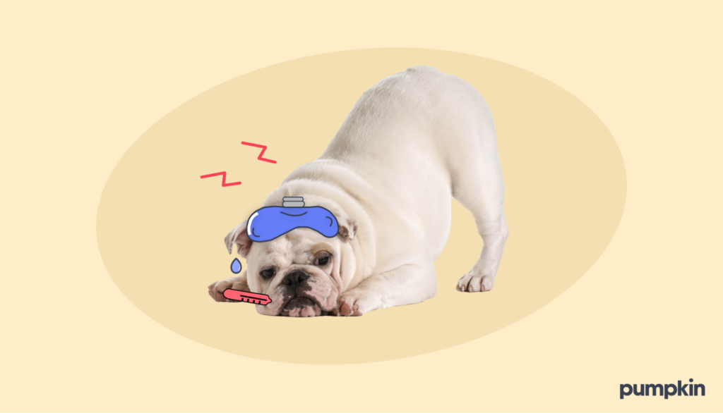 an english bulldog with illustrated heat pad and thermometer