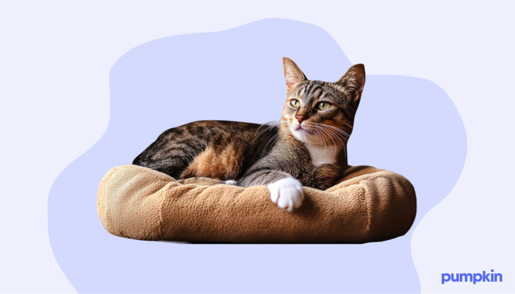 Cat relaxing on a cat bed