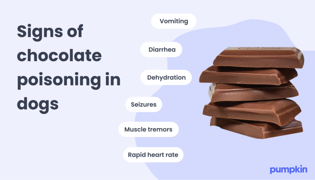 Infographic of the symptoms of chocolate poisoning in dogs