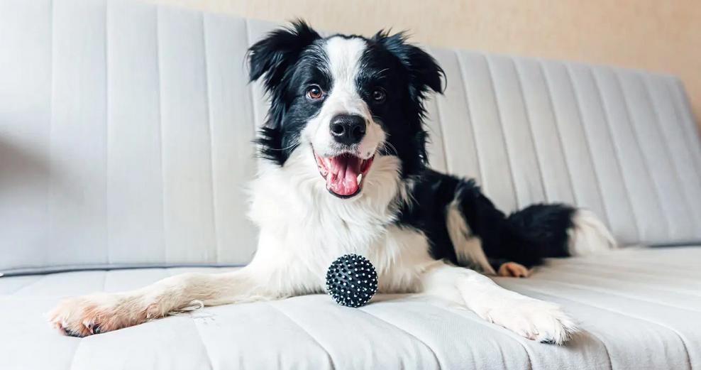 Collie Ready To Play With Toy