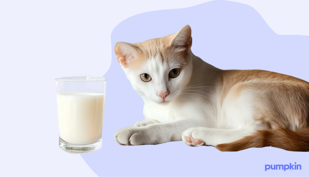 White cat with a cup of milk