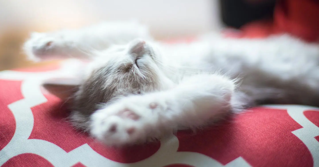 a little white kitten lying on its back