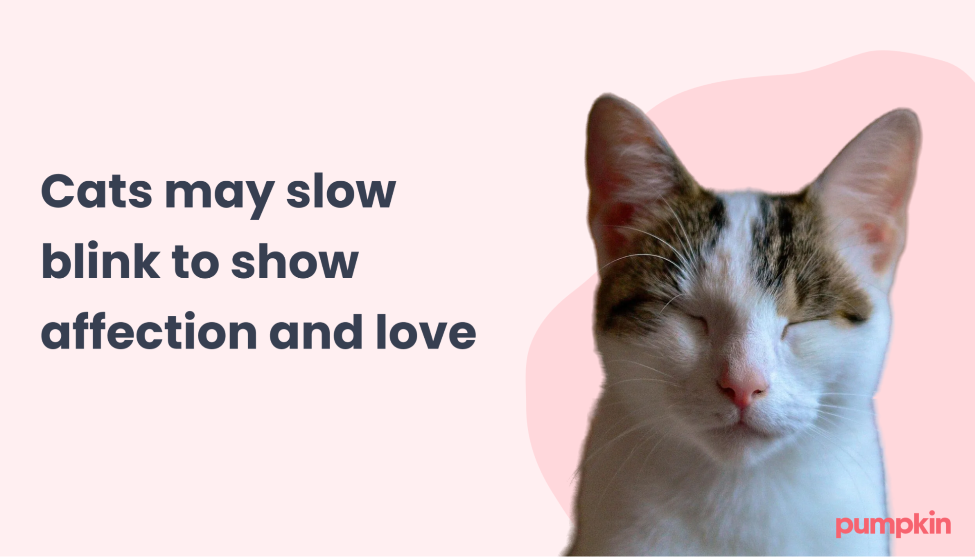 Cat slow blinking with the following text: 'Cats may slow blink to show affection and love'