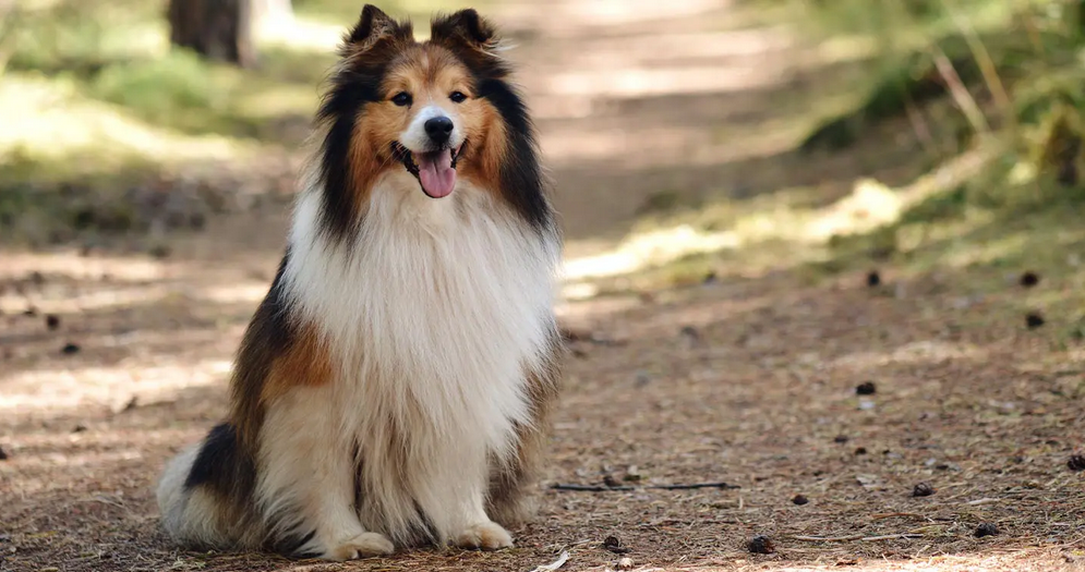 Collie Sitting Patiently, Waiting For Owner