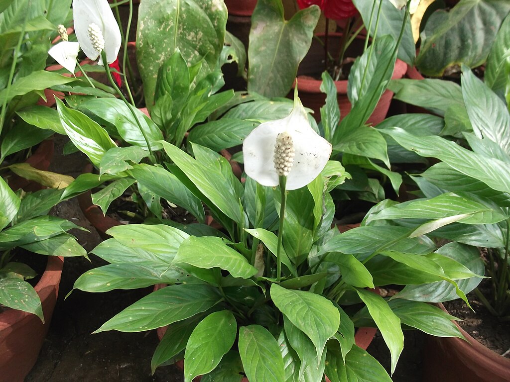 Peace lily plant in a garden