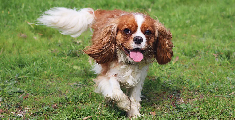 Cavalier King Charles Spaniel Running Towards Camera