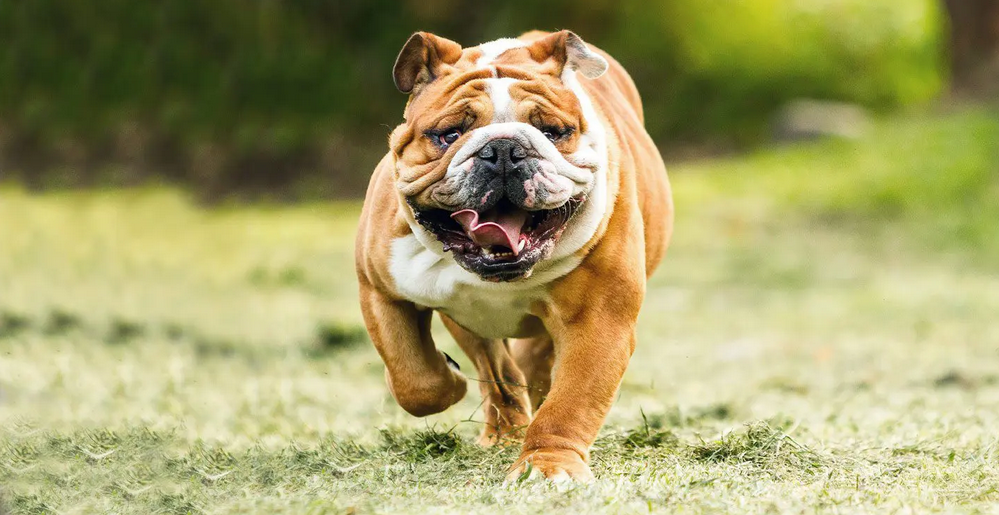 wrinkly english bulldog Running Towards Camera