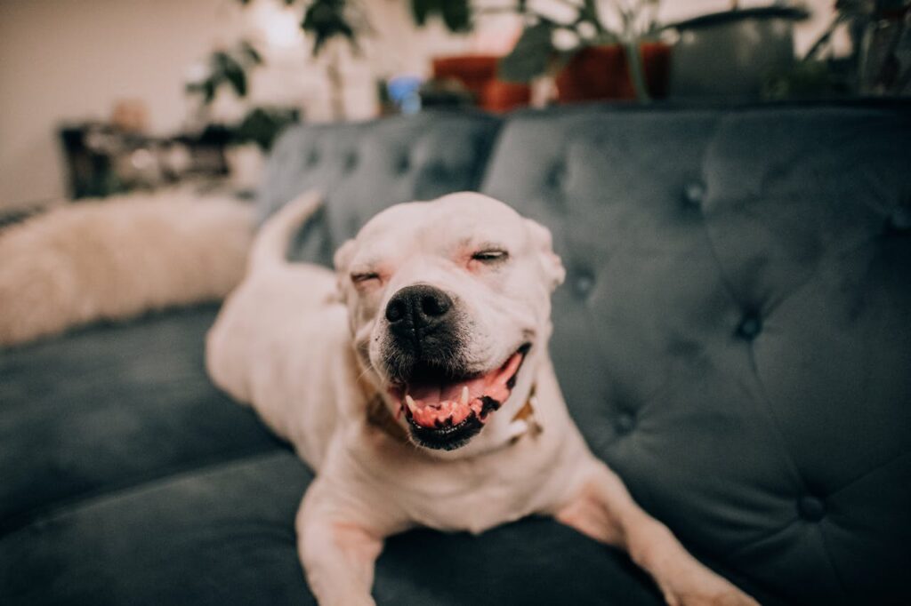 Staffordshire Terrier on a sofa