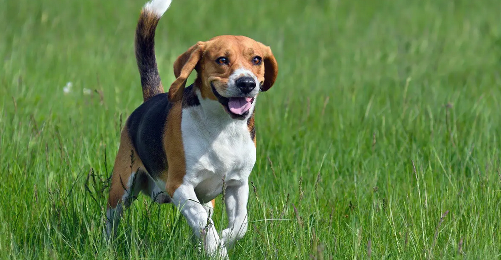 Happy beagle Running In Grass