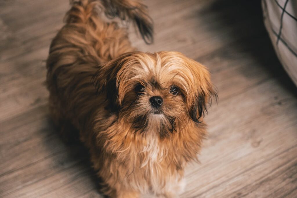 Brown Shih Tzu indoors