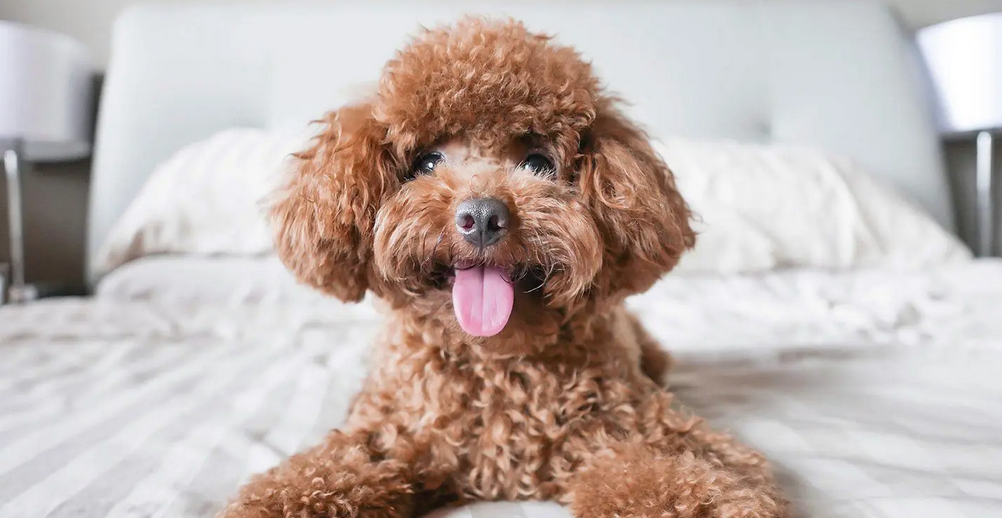 toy Poodle Waiting On Bed For Playtime