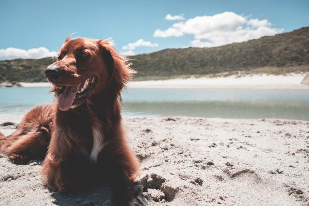 Irish Setter at the beach