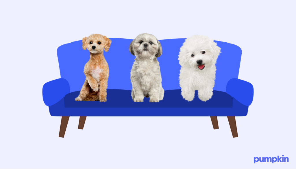 Poodle, shih tzu, and bichon frise sitting on a clean couch next to each other