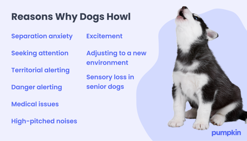 Infographic of why dogs howl