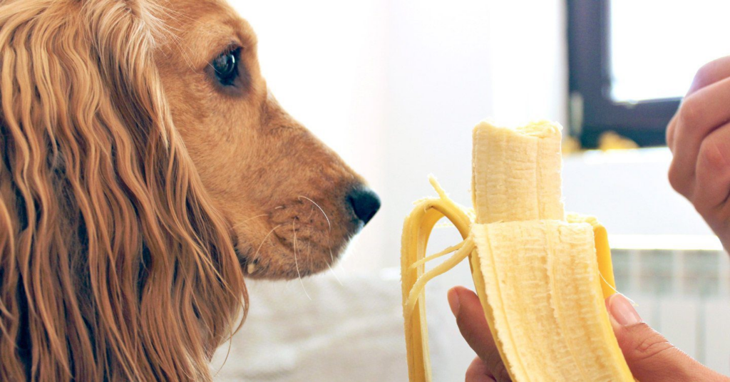 A dog with a peeled banana