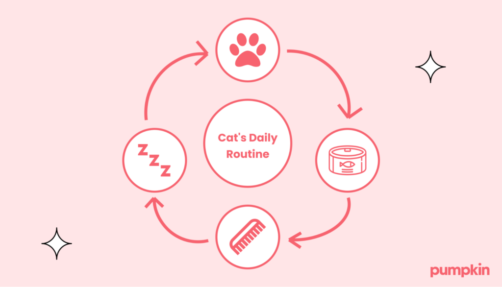 infographic showing the cycle of a cat's day, with icons for hunting, food, grooming, and sleep