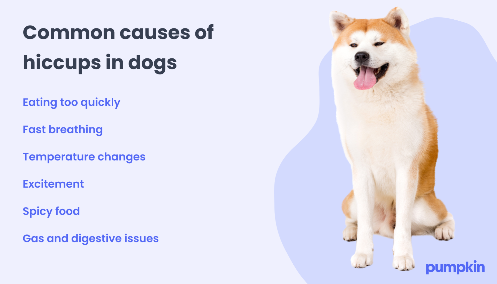 Infographic listing Common causes of hiccups for dogs