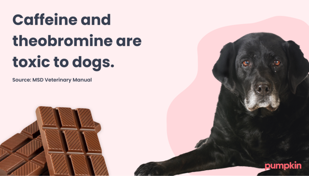 Infographic of toxic chocolate ingredients for dogs