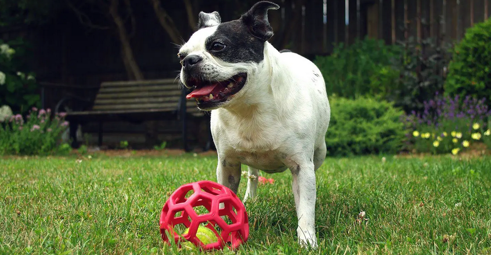 Small boston terrier Outside With Toy