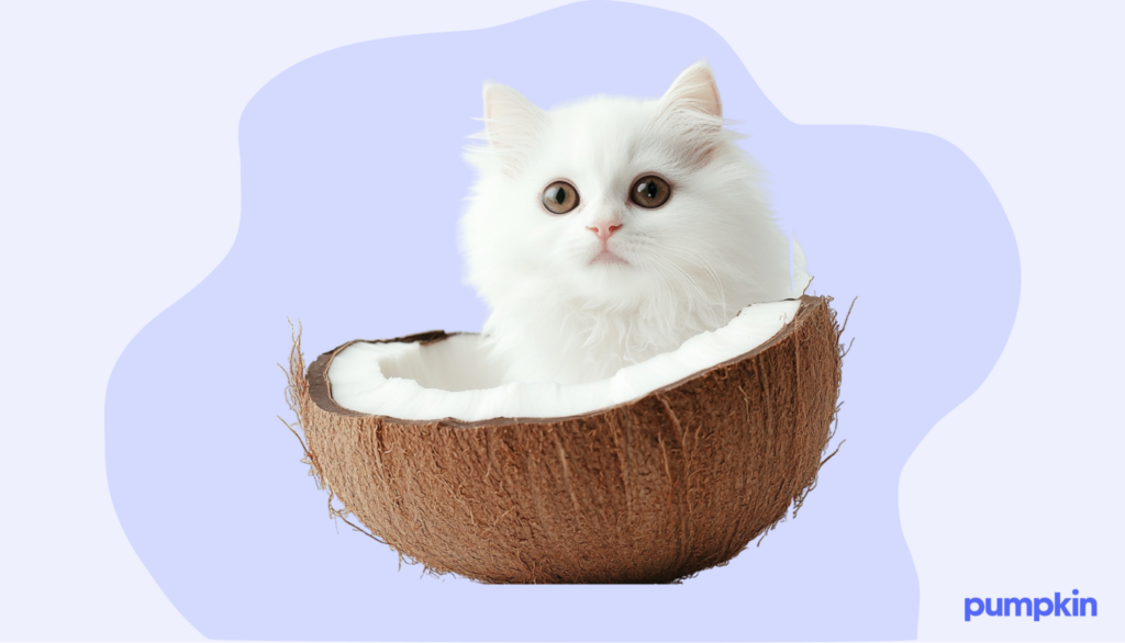 White cat with a coconut