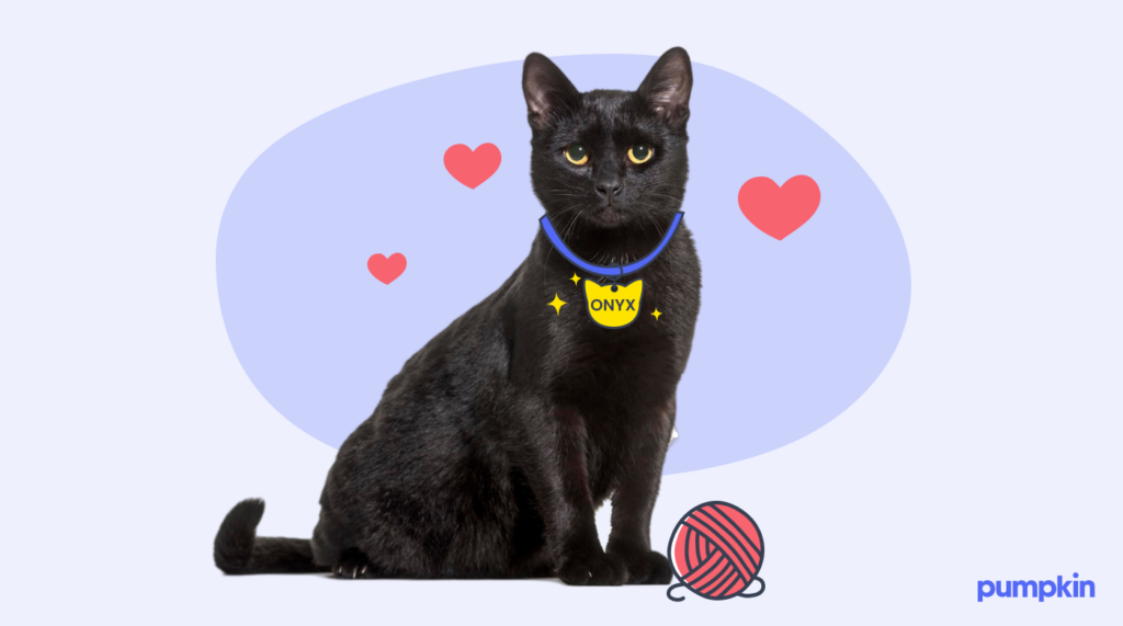 A cat wearing a collar with a name tag that reads 'ONYX'