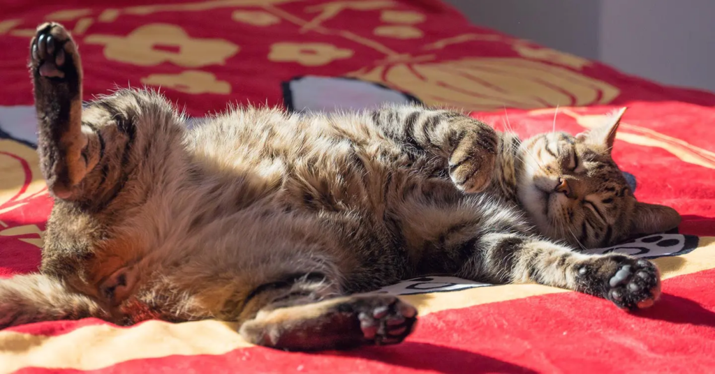 a sleeping cat lying on its back in a sunbeam