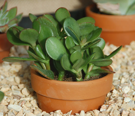 Jade plant in small brown terracotta pot