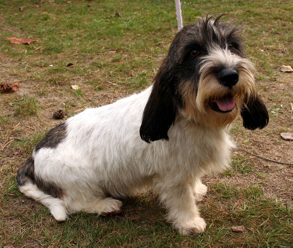 Petit Basset Griffon Vendéen on grass