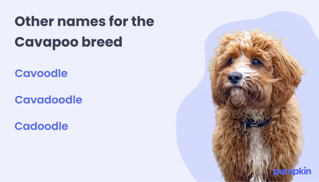 Other names for the Cavapoo breed; text reads: 'Other names for the Cavapoo breed: Cavoodle, Cavadoodle, Cadoodle'