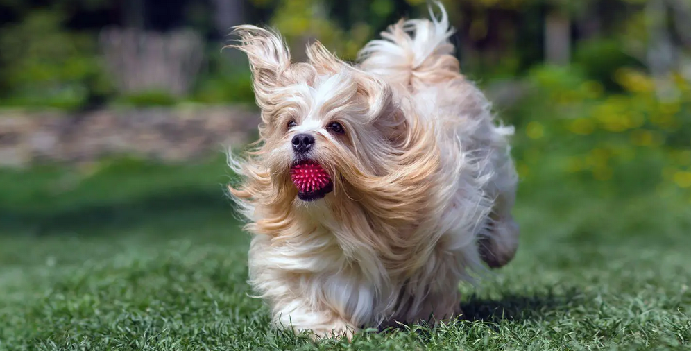 Havenese Pup Running With Toy In Mouth