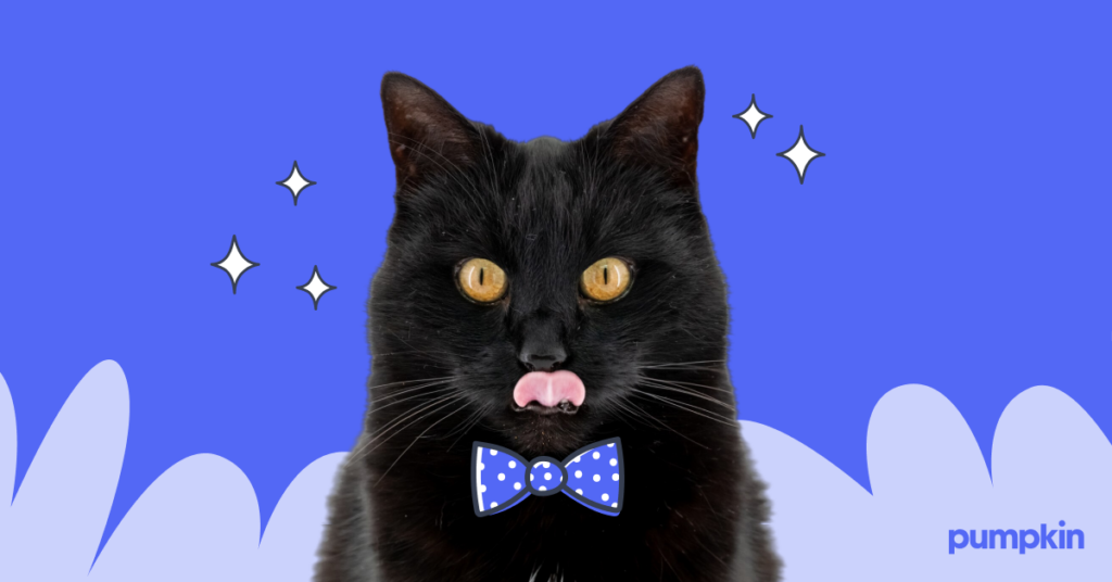 Male black cat in a bowtie