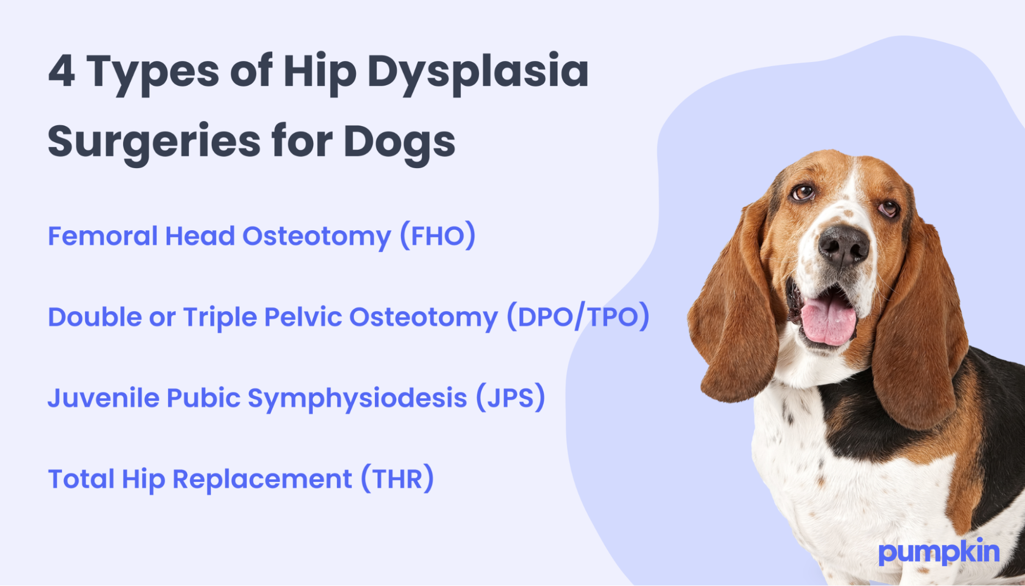 infographic showing types of hip dysplasia surgeries for dogs; text reads '4 Types of Hip Dysplasia Surgeries for Dogs: Femoral Head Osteotomy (FHO), Double or Triple Pelvic Osteotomy (DPO/TPO), Juvenile Pubic Symphysiodesis (JPS), Total Hip replacement (THR)