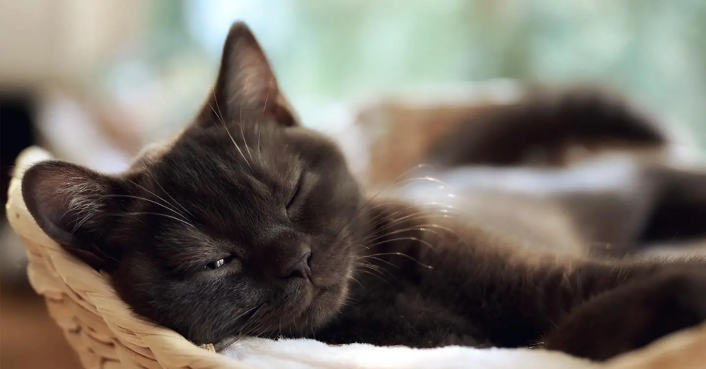 a sleeping black cat with one eye open