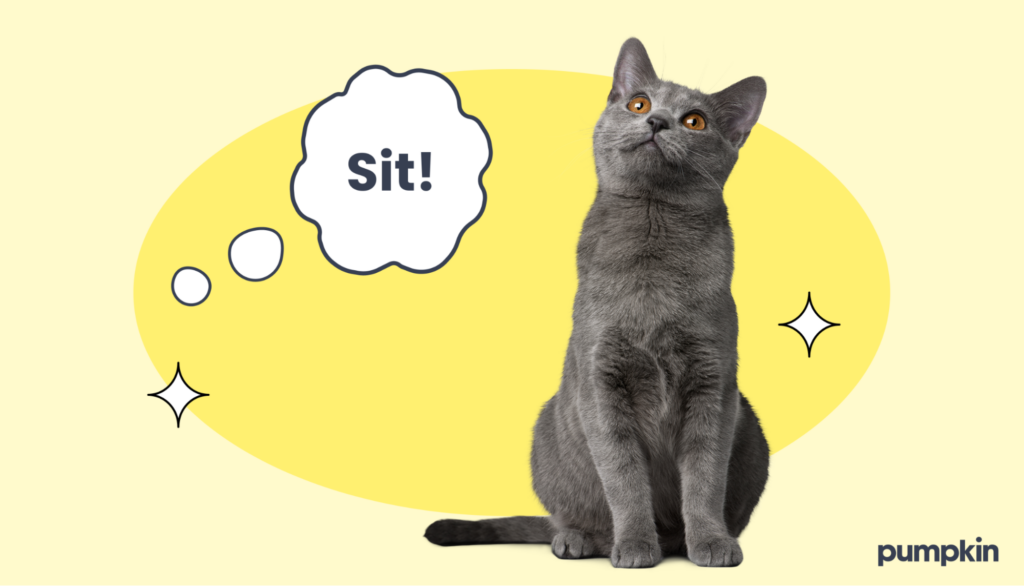 picture of a gray cat and a speech bubble that says 'sit!'