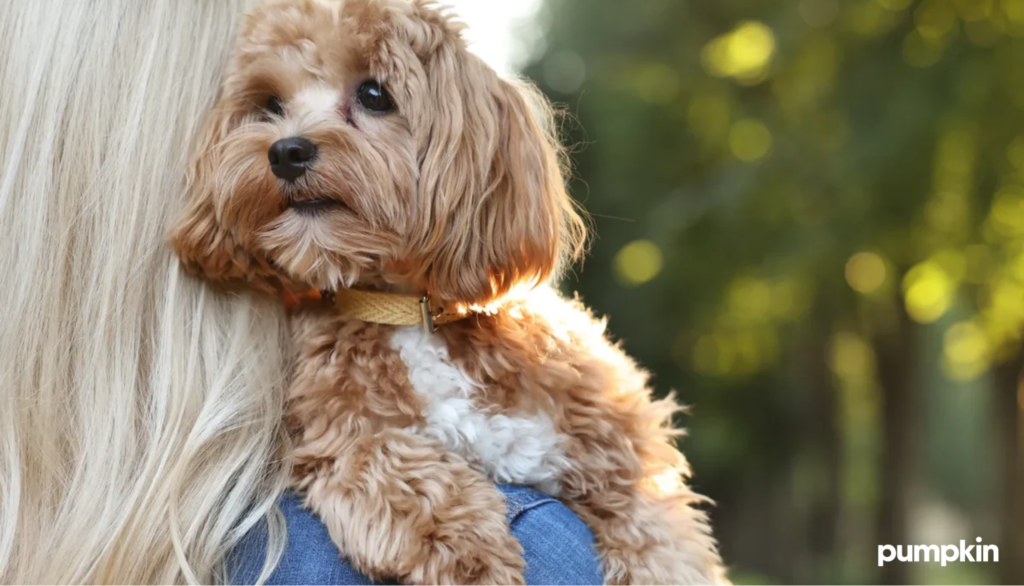 a woman holding a cute mini Cavapoo over her shoulder