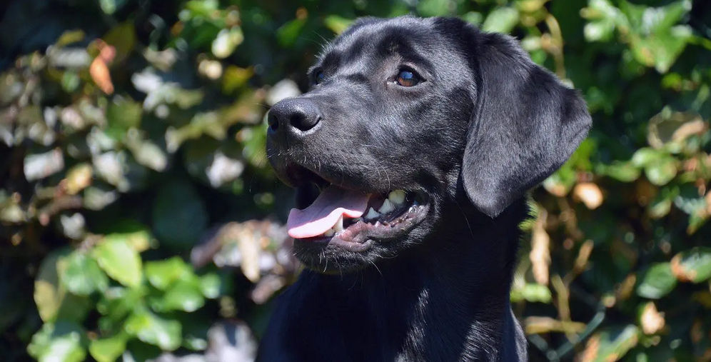 Black Lab Waiting To Play Outside