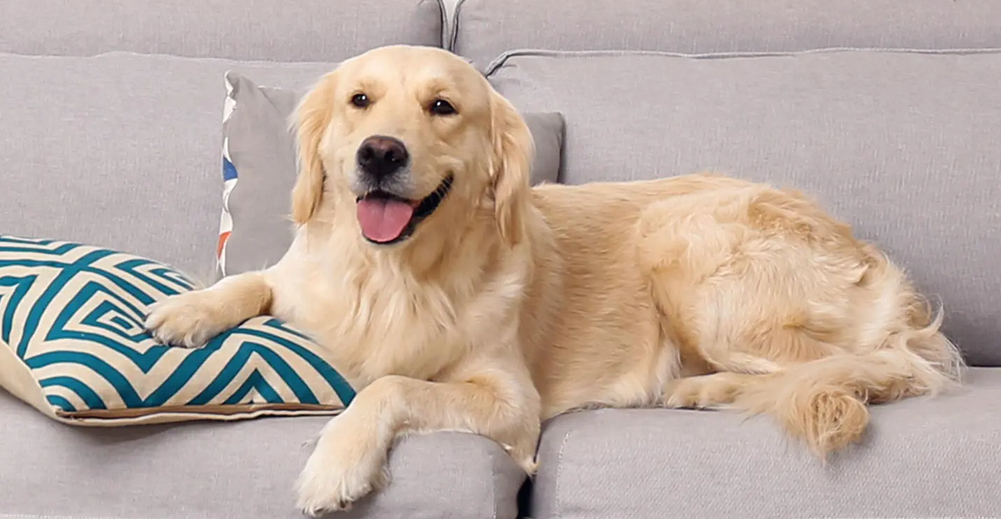 Golden retriever Sitting On Couch