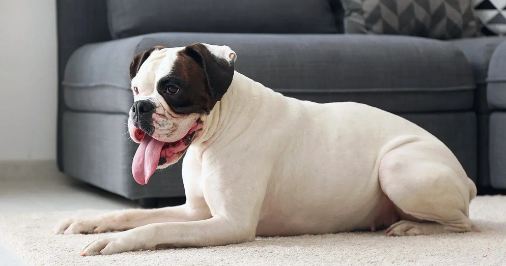 black and white boxer Dog Panting on living room floor